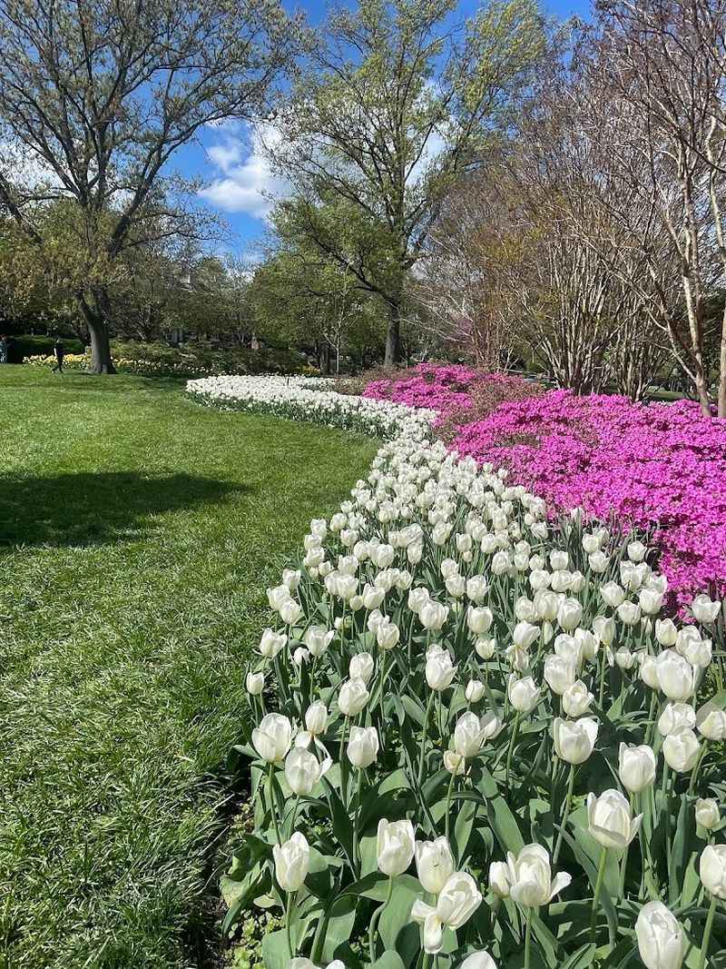 The Annual Tulip Dig, a Baltimore Tradition