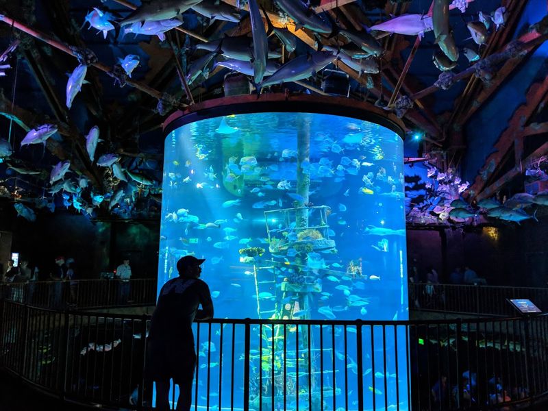 The Aquarium's Enormous Fish Tanks