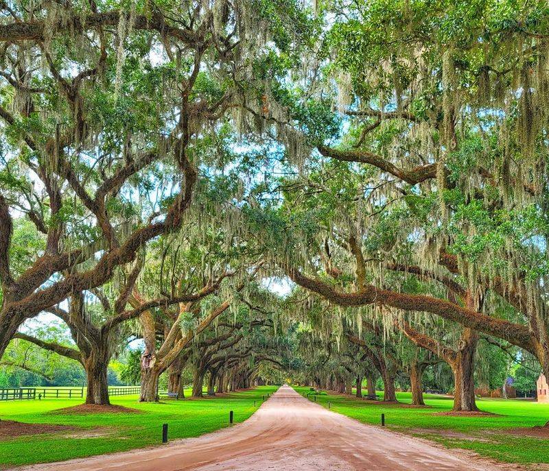 The Avenue of Oaks: A Living Tunnel That Has Seen Everything
