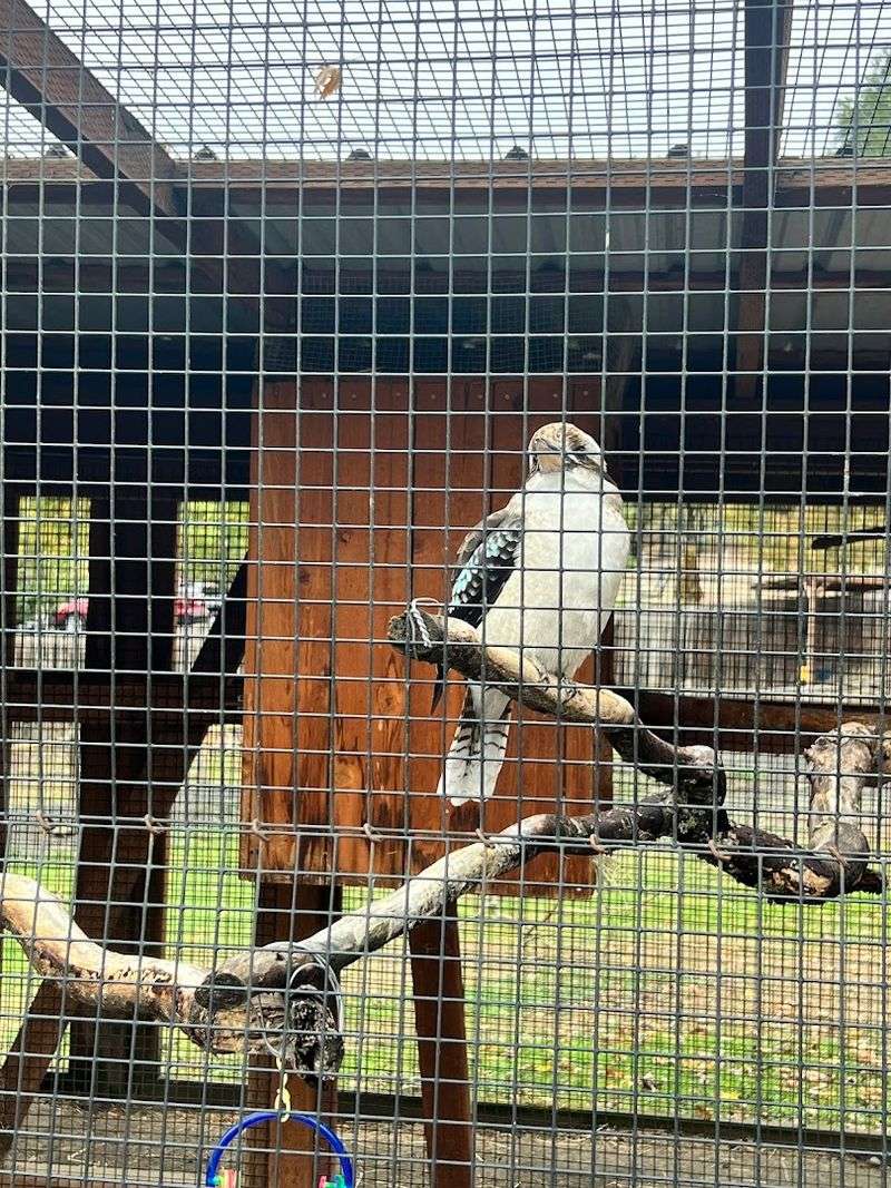 The Aviary and Bird Feeding Station