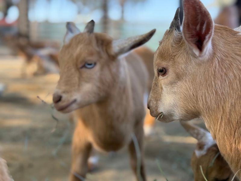 The Baby Animals Everyone Talks About
