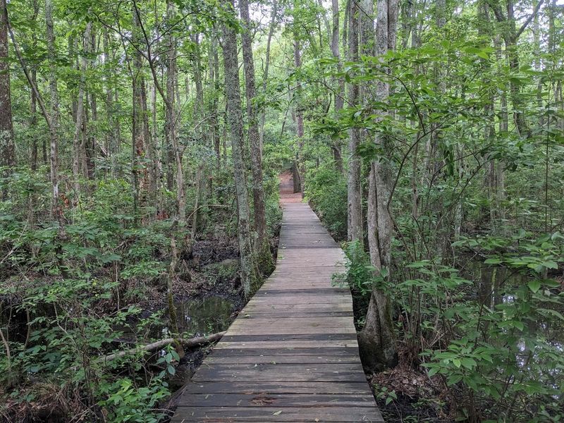The Bald Cypress Swamp That Stops You in Your Tracks