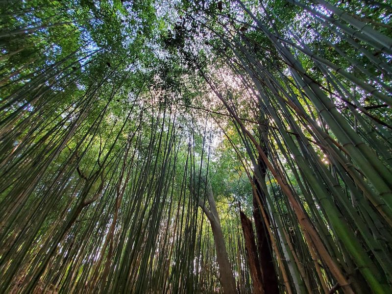 The Bamboo Forest That Surprises Every Single Person The Bamboo Forest That Surprises Every Single Person
