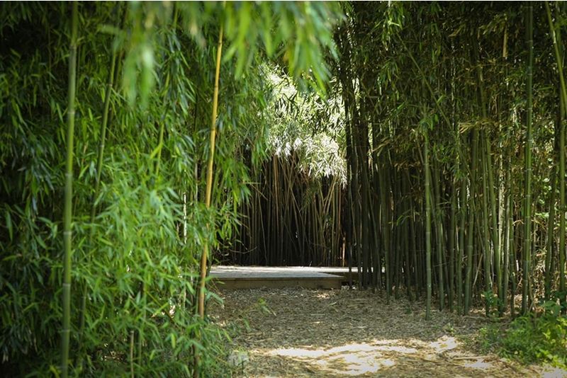The Bamboo Forest and the Art of Doing Nothing The Bamboo Forest and the Art of Doing Nothing