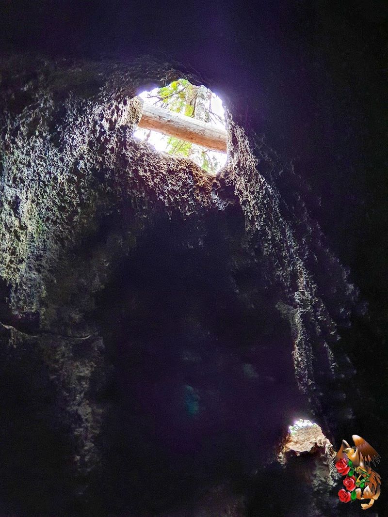 The Bat Population Living Inside