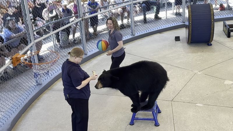 The Bear Show That Turns Total Strangers Into a Cheering Crowd