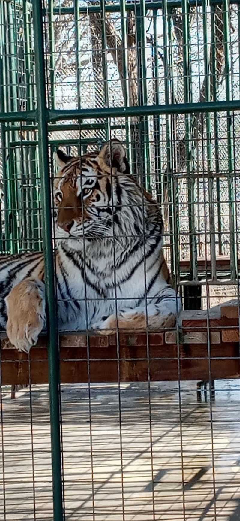 The Big Cats You Will Actually See Up Close