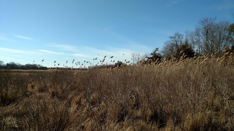 The Big Open Meadow Feeling