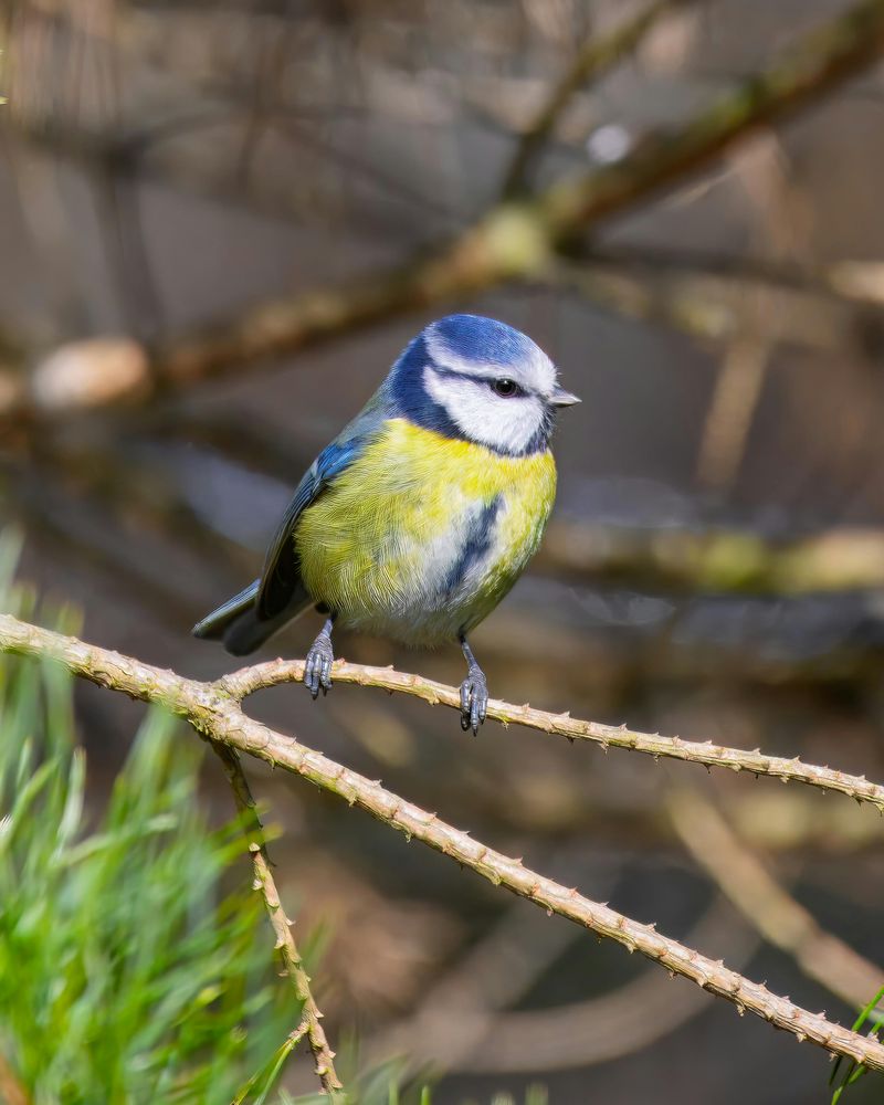 The Bird Life That Makes Every Walk Different
