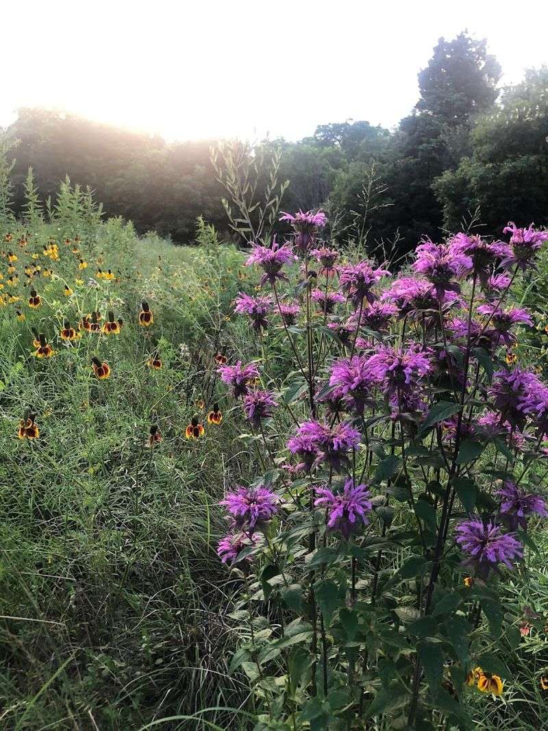 The Blackland Prairie Restoration Story Worth Knowing