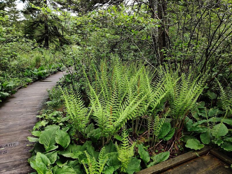 The Boardwalk Changes How You Look