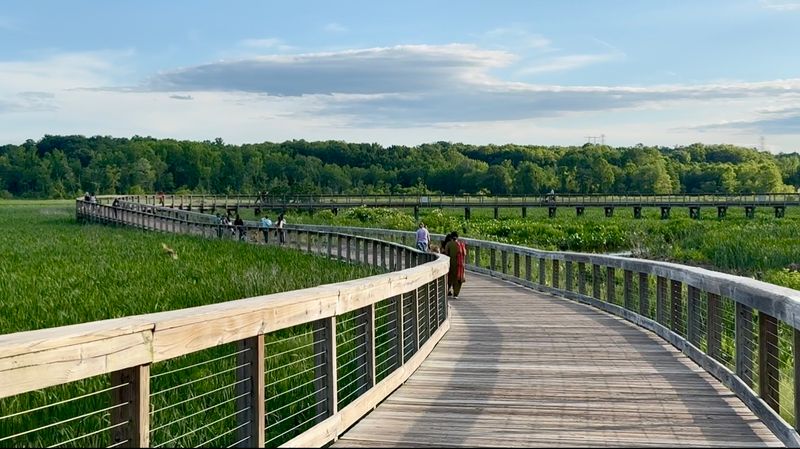 The Boardwalk Itself: A Floating Path Through Pure Nature