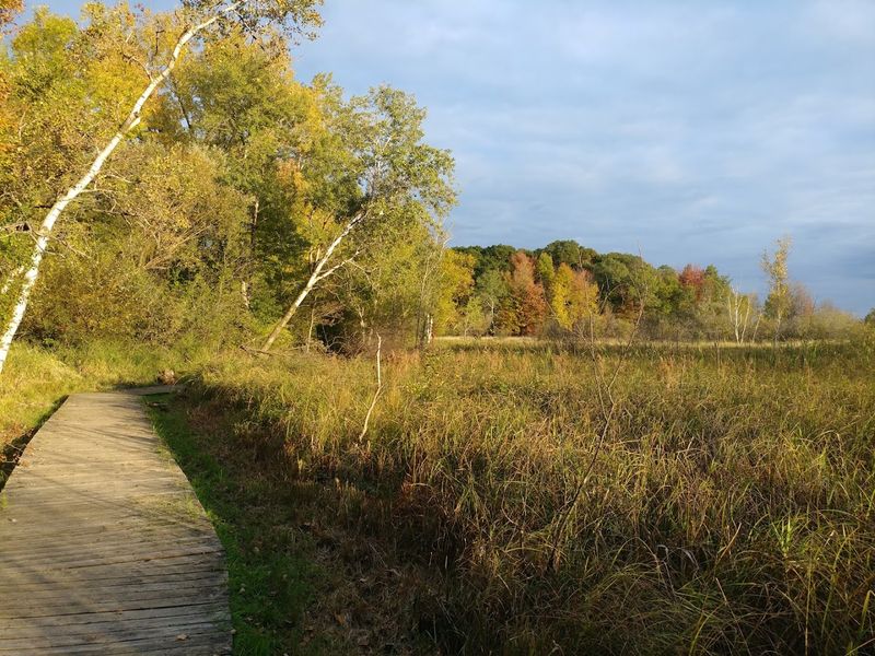 The Boardwalk: Walking Above Water and Wetland