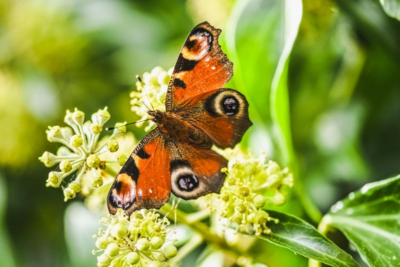 The Butterfly Garden and Its Pollinator Community