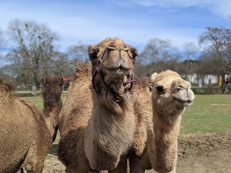 The Camel Herd That Started It All
