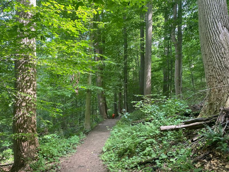 The Cascade Falls Trail, Where Every Step Builds Anticipation