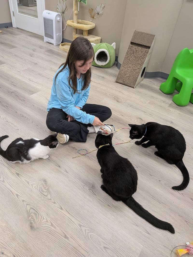 The Cat Lounge Experience Worth Every Penny
