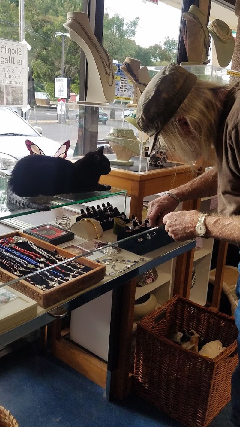 The Cats Who Call the Store Home
