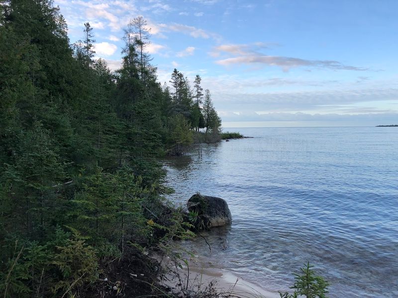 The Cedar and Pine Forest That Swallows You Whole