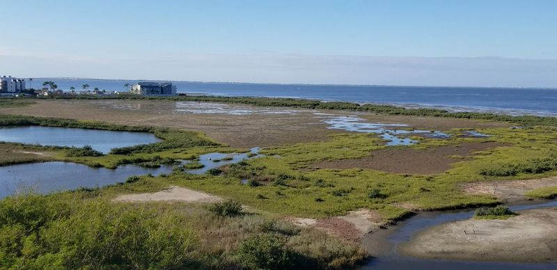 The Coastal Wetland Ecosystem and Why It Matters