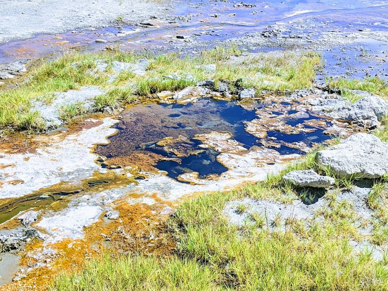 The Colorful Algae and What It Tells You