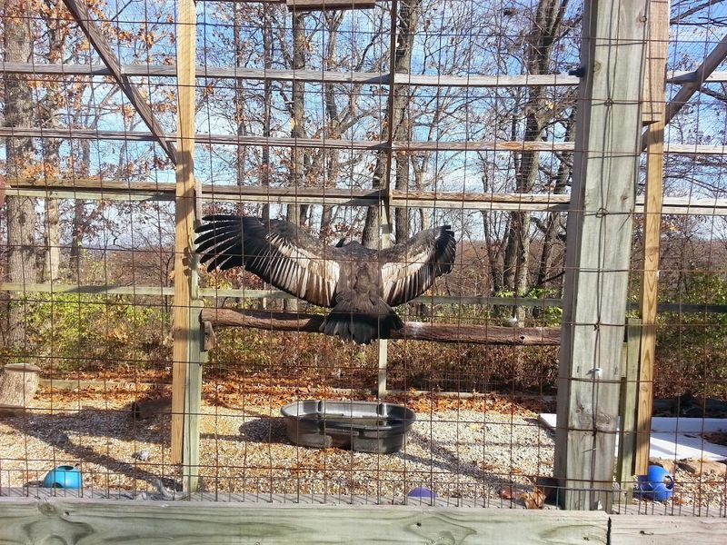 The Condor Encounter You Will Not Forget