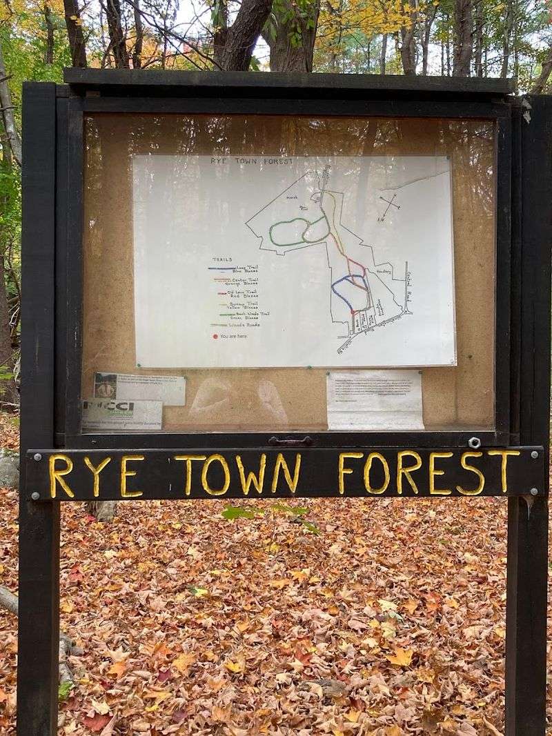 The Conservation Story Behind The Forest