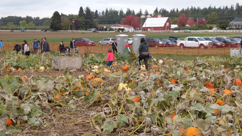 The Corn Maze That Will Actually Challenge You