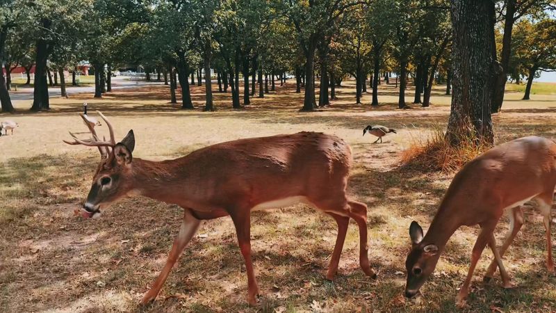 The Deer Here Will Genuinely Surprise You