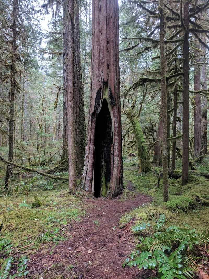 The Douglas Firs: Giants That Put Everything in Perspective