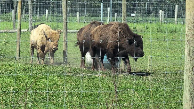 The Drive-Through Safari Experience Is Unlike Anything Else in Indiana