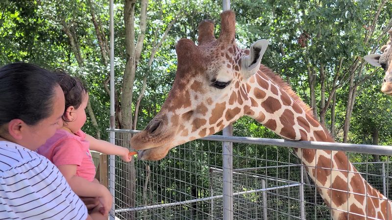 Feeding Melvin the Giraffe From an Elevated Platform