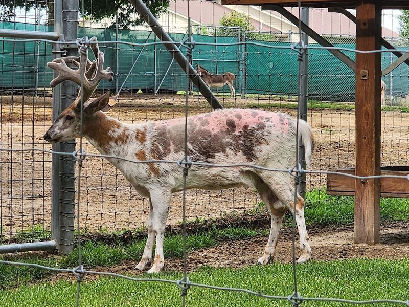 The Exotic Animal Park Behind the Restaurant Is Genuinely Breathtaking