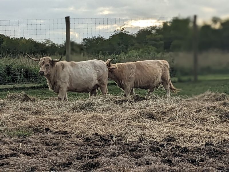 The Farm That Feels Like a Different Country The Farm That Feels Like a Different Country