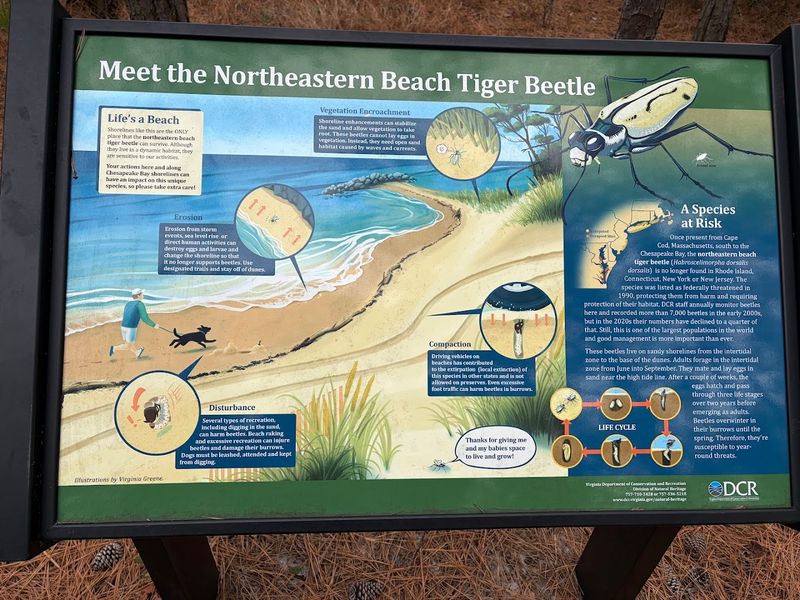 The Federally Threatened Tiger Beetle and Why It Matters