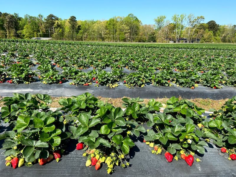 The First Look Across The Rows