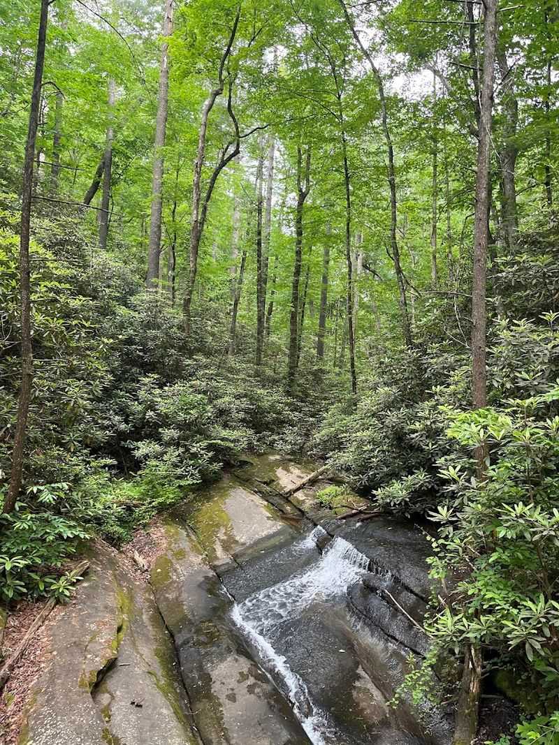 The Forest Keeps The Whole Hike Honest