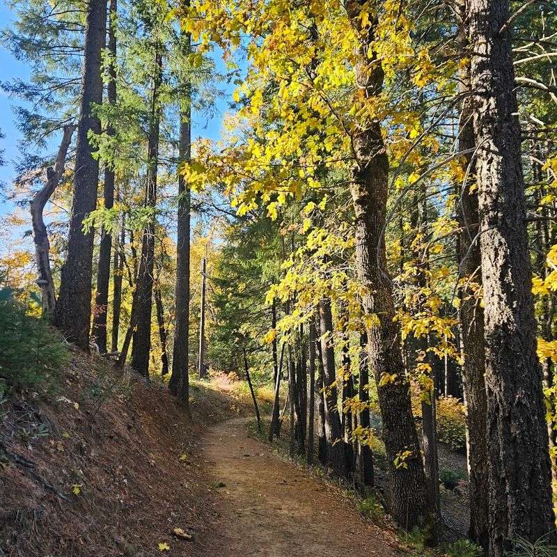 The Forest Sections Keep The Hike Honest