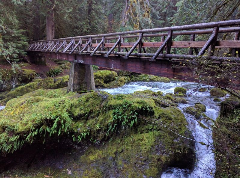 The Forest Trail That Earns the Reward