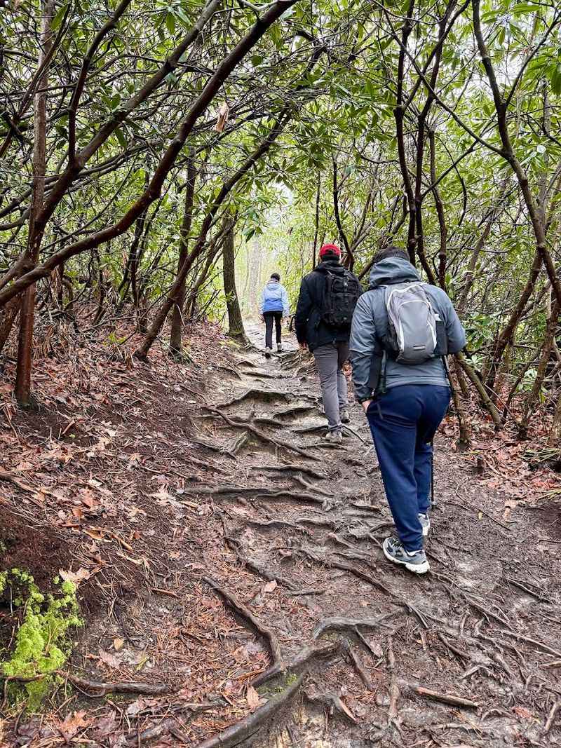 The Forest Walk That Sets The Mood