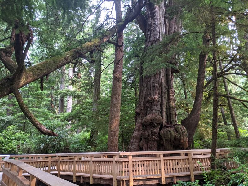 The Giant Cedar Tree at the End of the Trail