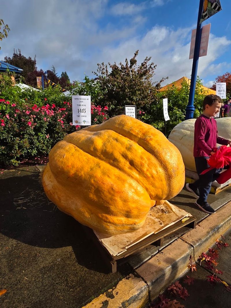 The Giant Pumpkins Up Close
