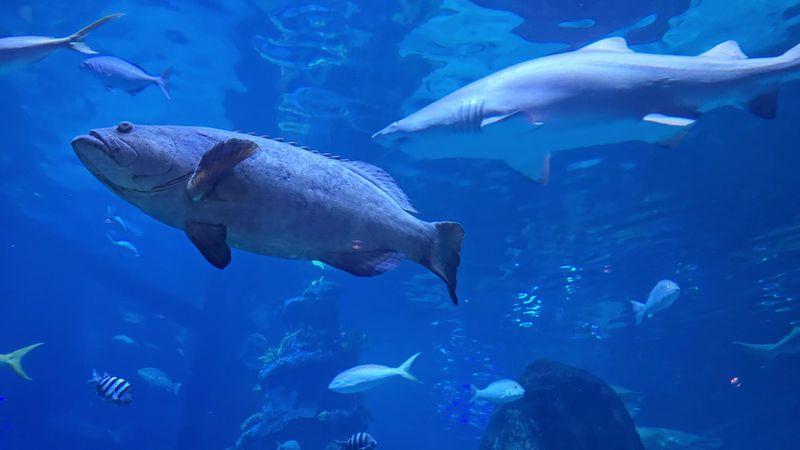 The Glass Shark Tunnel Experience