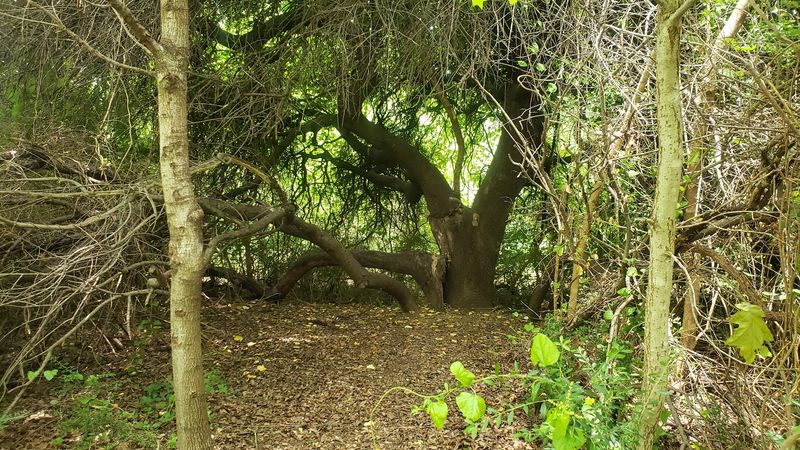 The Half-Mile Loop Trail and How to Walk It Well