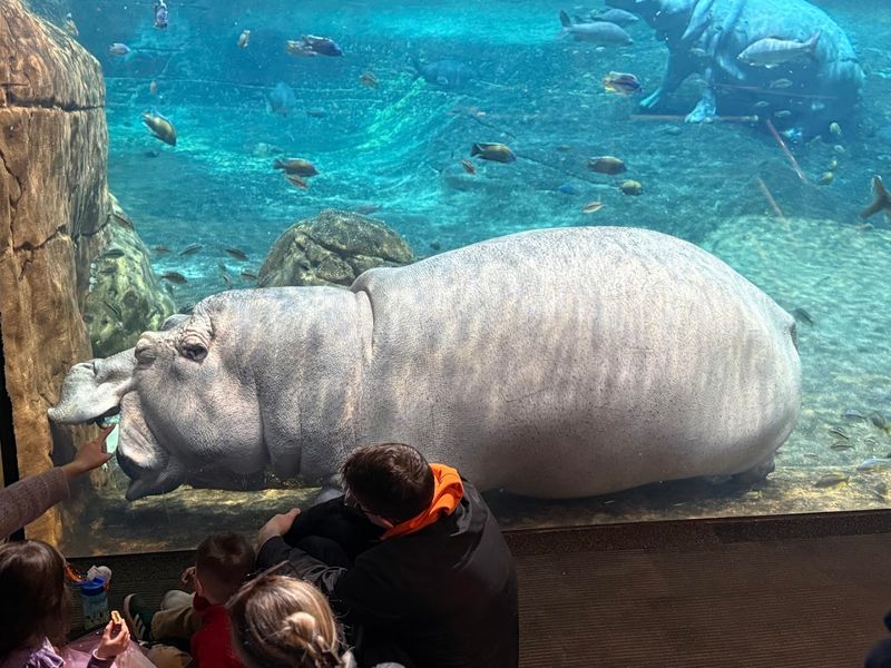 The Hippos, Penguins, and More