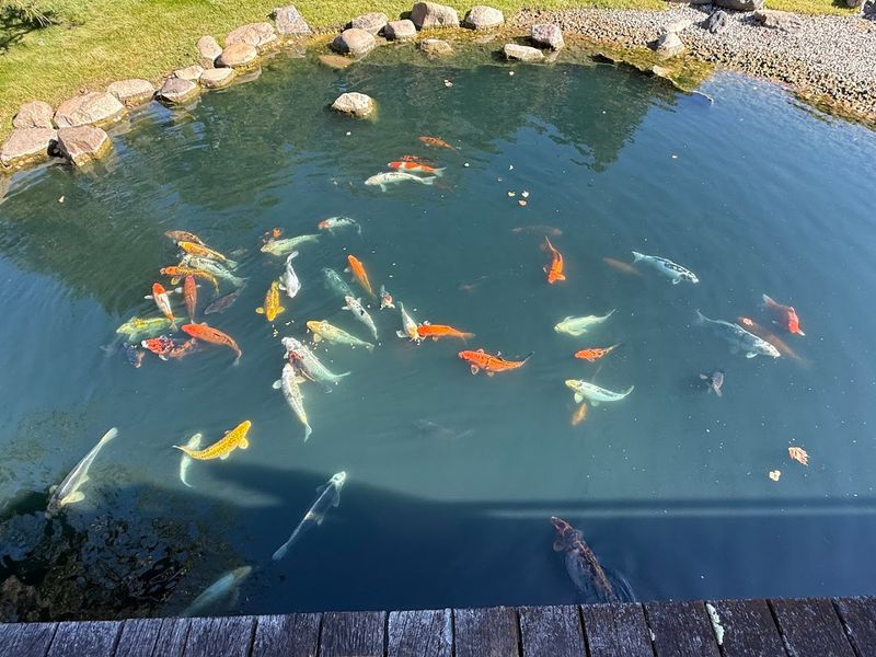 The Koi Pond That Steals the Show