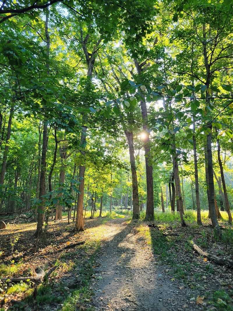 The Last Undisturbed Maple Prairie Grove in Northeastern Illinois