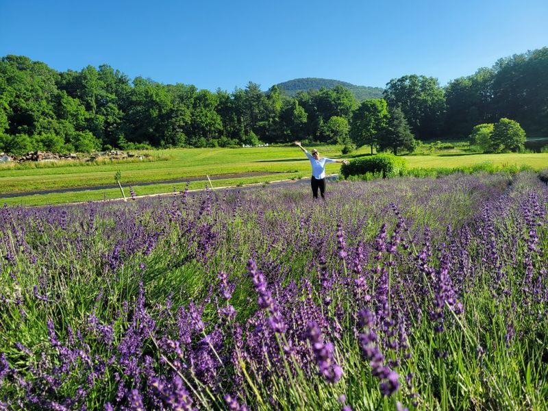 The Lavender Fields That Look Straight Out of a Painting The Lavender Fields That Look Straight Out of a Painting