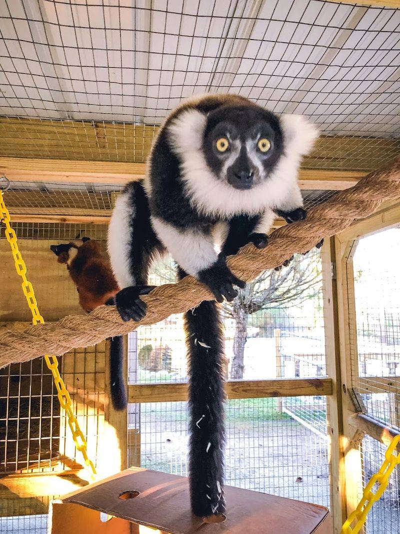The Lemur Encounter Is Unlike Anything You Have Experienced Before The Lemur Encounter Is Unlike Anything You Have Experienced Before