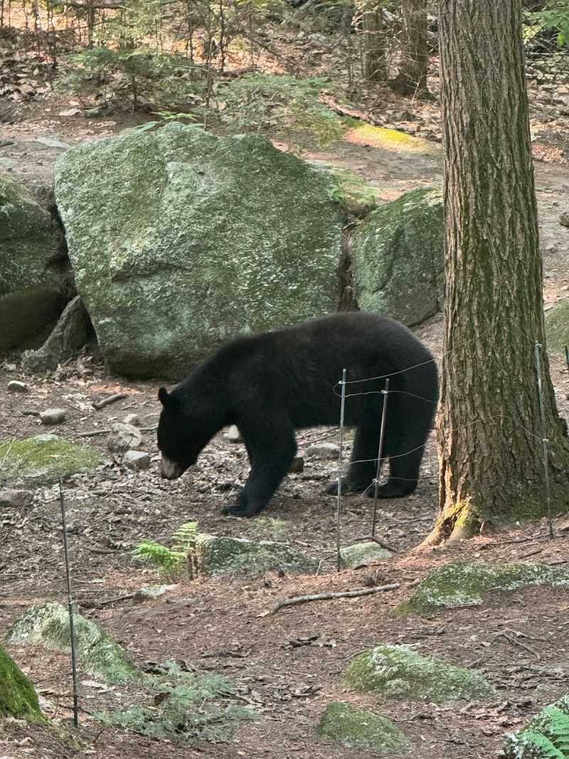 The Live Animal Exhibit Trail That Feels Nothing Like a Zoo The Live Animal Exhibit Trail That Feels Nothing Like a Zoo